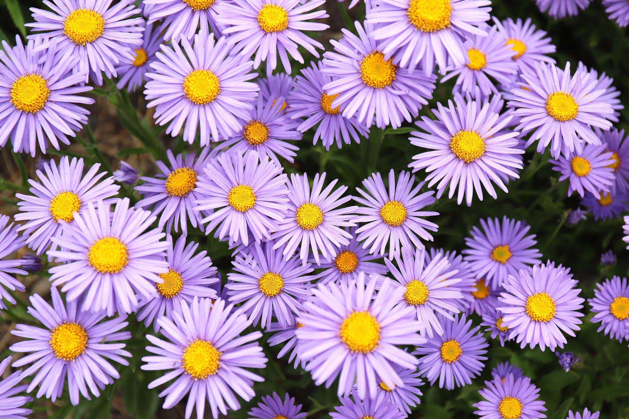 Aster